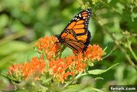 Get Free Milkweed Seeds to Help Save Local Butterflies — How to Claim Them