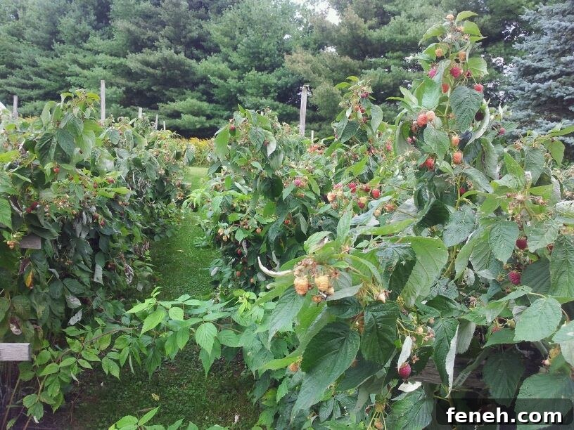 View of the DeLorenzo's raspberry garden
