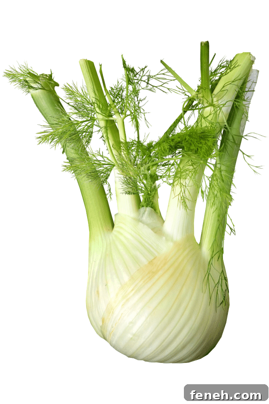 fennel