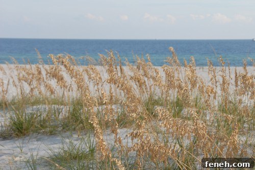 Why We LOVE Alabama Beaches!