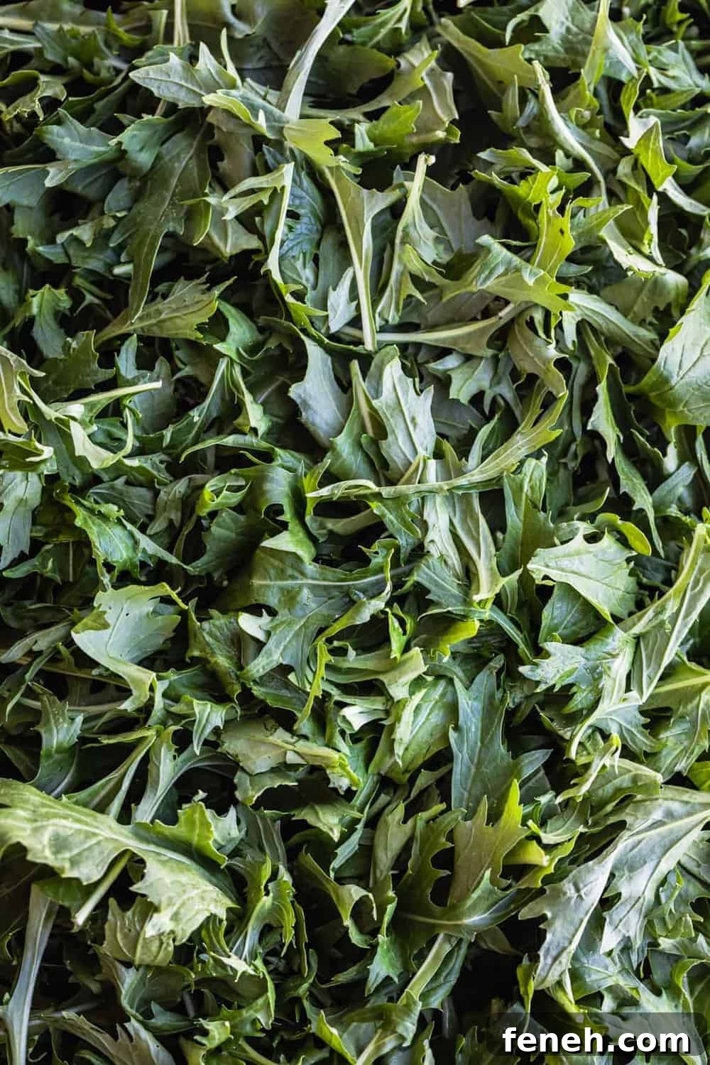 Mizuna lettuce. Undressed and close up shot.