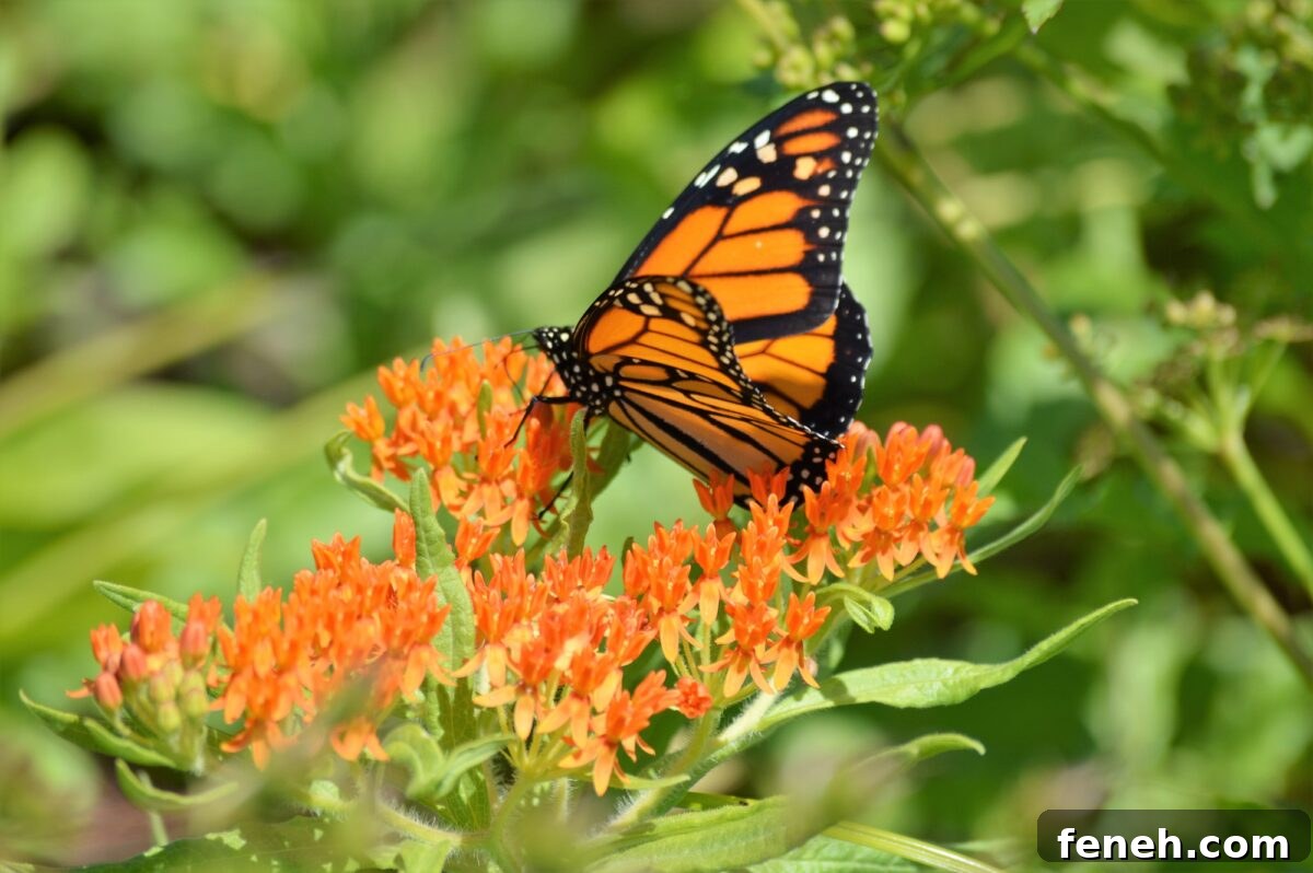 A butterfly drinking necter Milkweed flower 