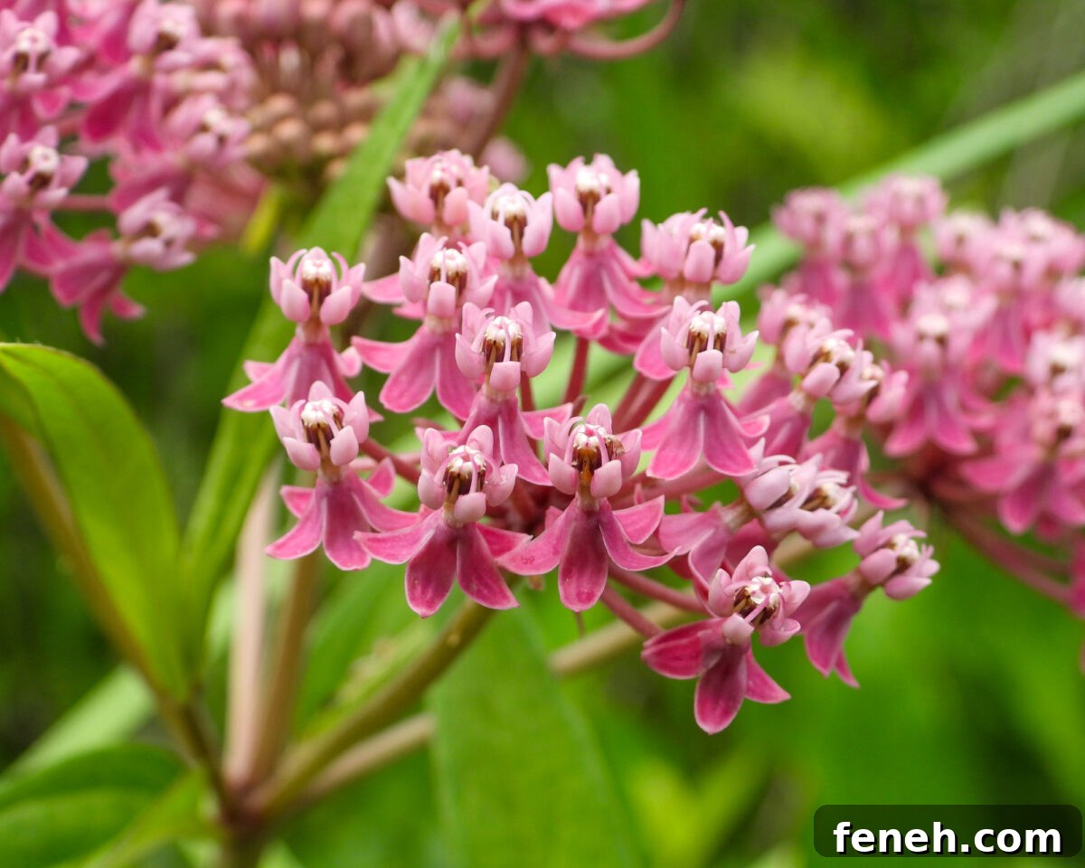 Pink Milkweed flower 