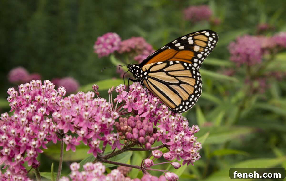 Butterfly on a pink Milkweed