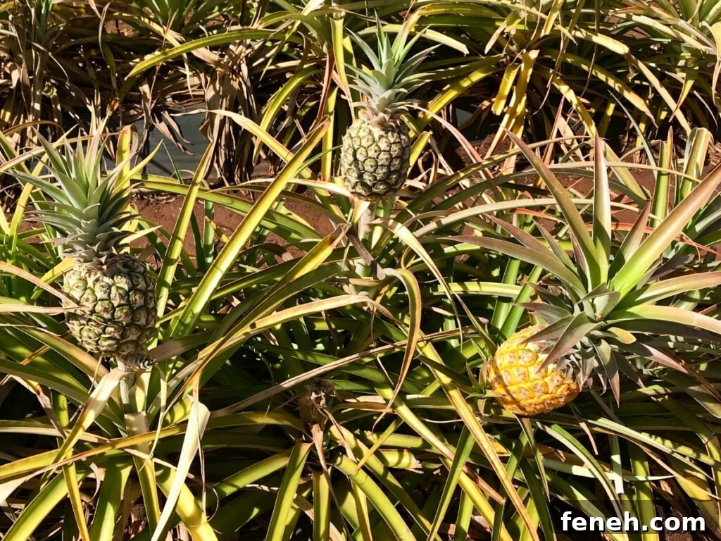 Dole Plantation pineapple fields on Oʻahu's North Shore.